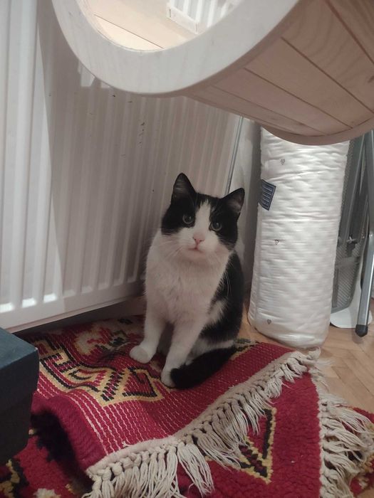 czarno biała dwuletnia koteczka