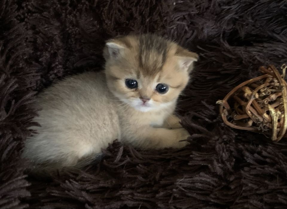 Кошеня Skottish straiht.                               Золота шиншила.