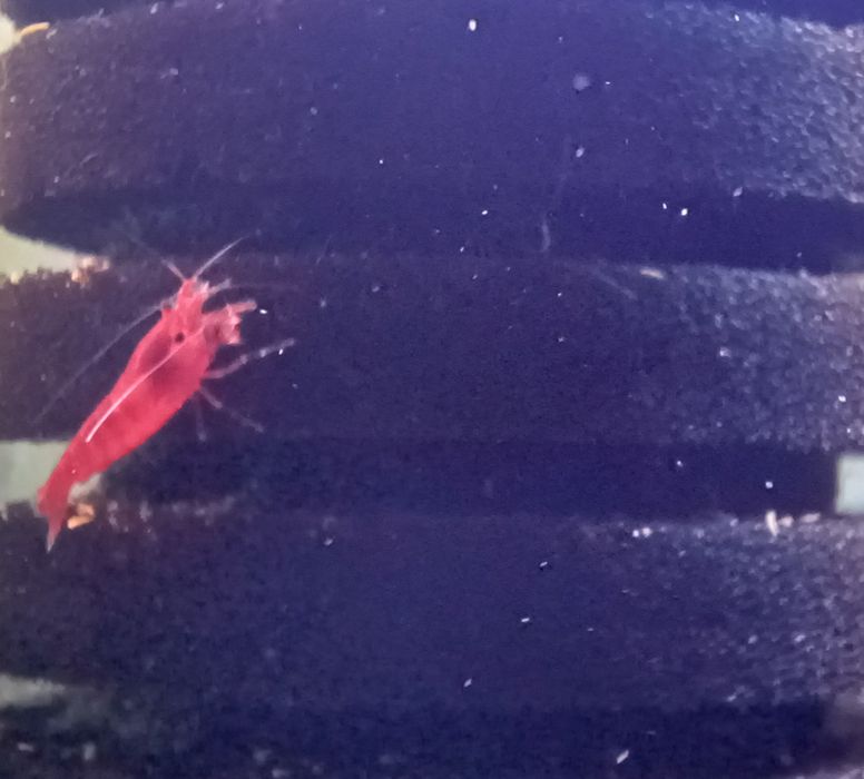 Krewetki red cherry neocaridina