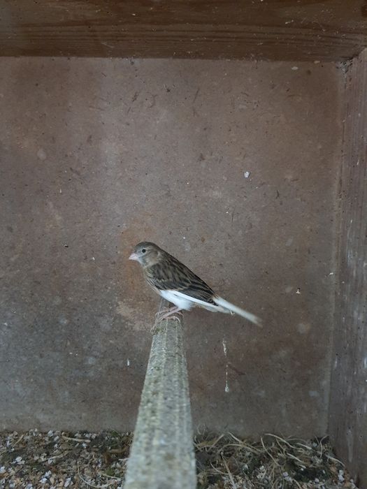 Vendo canários de várias cores