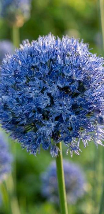 CZOSNEK OZDOBNY błękitny 25 szt. CEBULKI Allium caeruleum 4 / 5