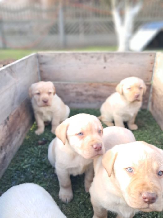 Labrador retriever