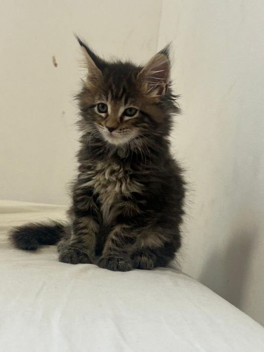 Gatinha tobby  para reprodução