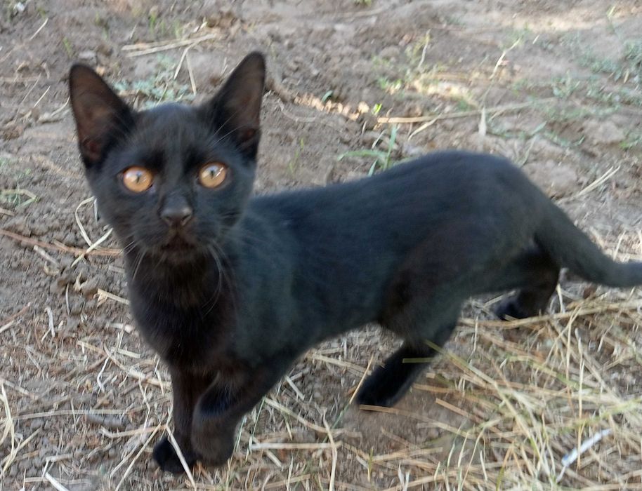 Котенок , кот, котик,  стерилизован