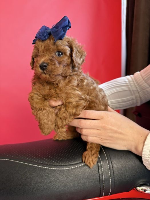 Цуценя мультіпу f2