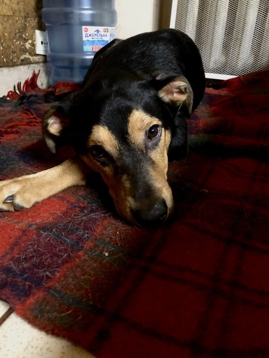 Цуценя 7 місяців