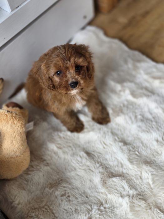 Cavapoo piesek szczeniak