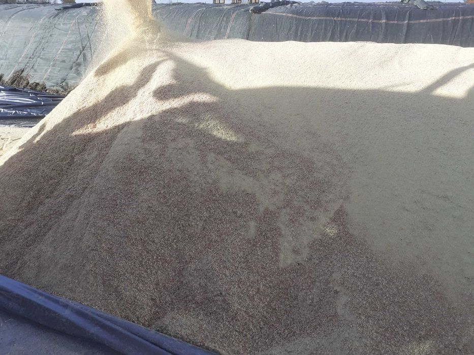 Śruta 15%bialka, 8.8pH, kukurydza+pszenica