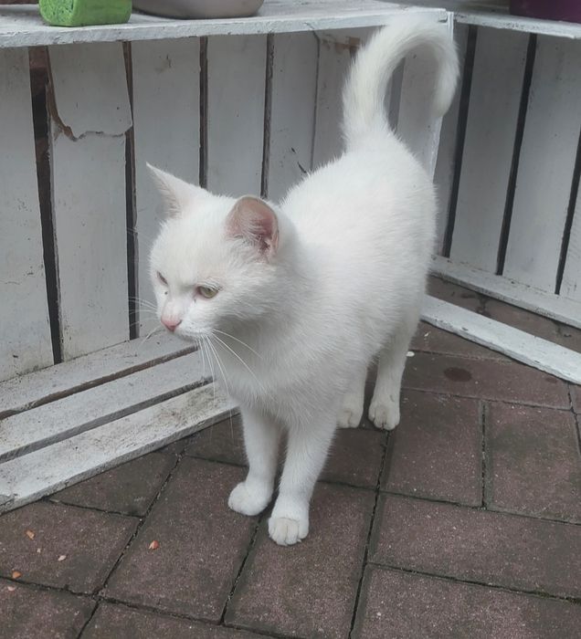 Oddam kotkę w dobre ręce