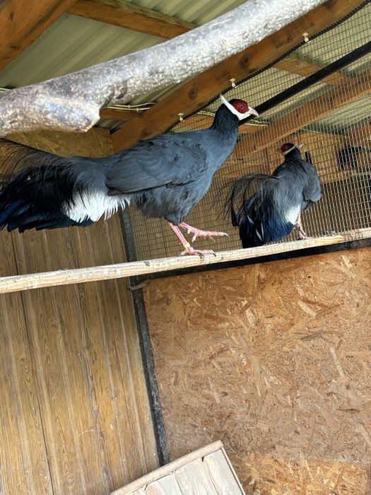 Фазани  молодняк