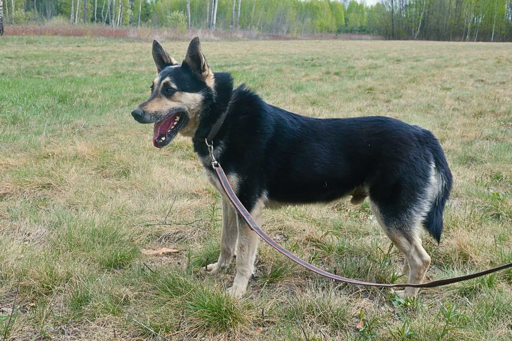 Sympatyczny piesek Wuff szuka kochającego domu