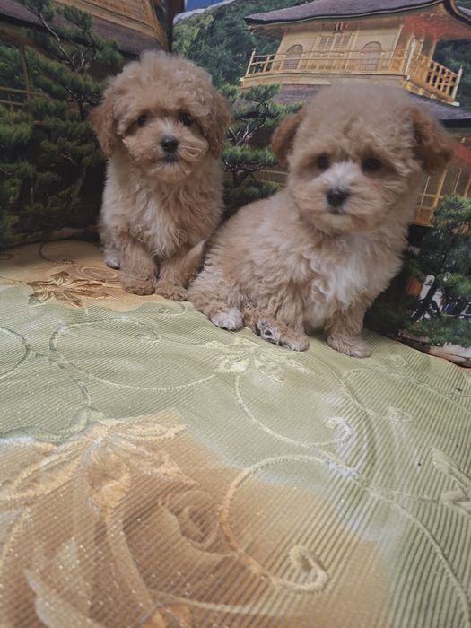 Шикарные мальтипу