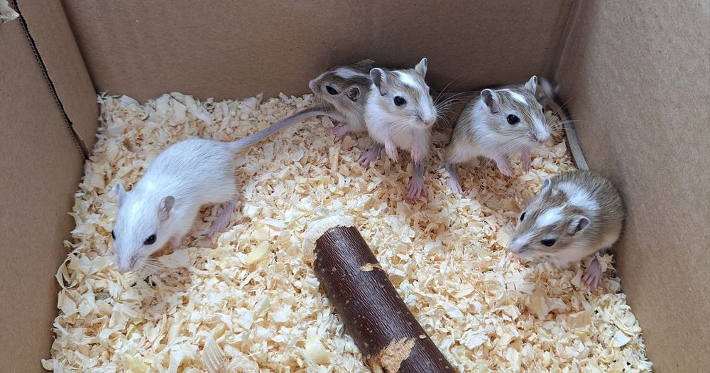 Myszoskoczki samczyki i samiczki.