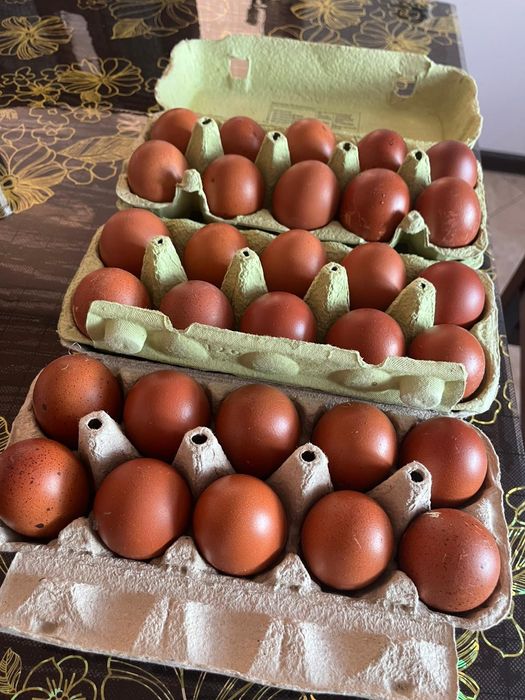 Jaja lęgowe kur Marans, araukany