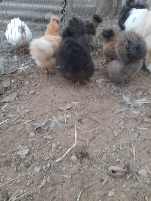 Китайскі пуші на продаж