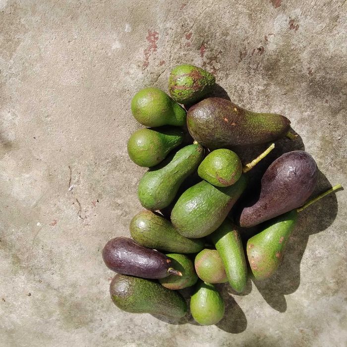 Vendo abacates   da arvore