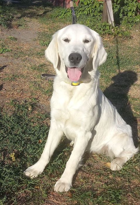 Цуценята золотистий ретрівер