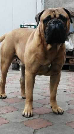 бульмастиф парень