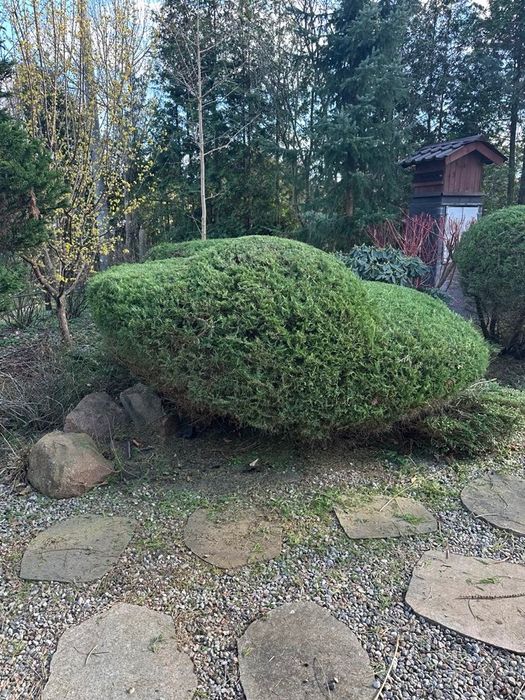 Wycinka drzew, prześwietlenie, pielęgnacja ogrodów prace w ogrodzie