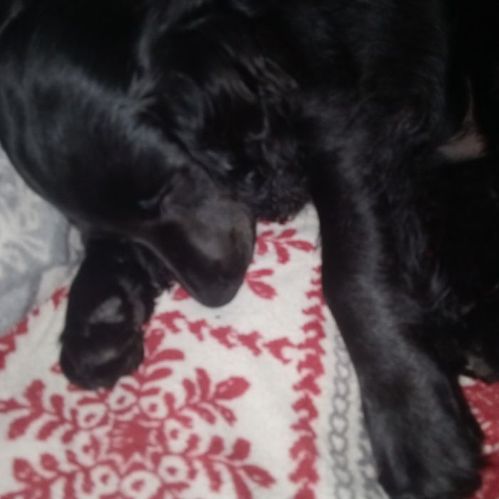 Англійський кокер спанієль,запрошує дам на побачення!