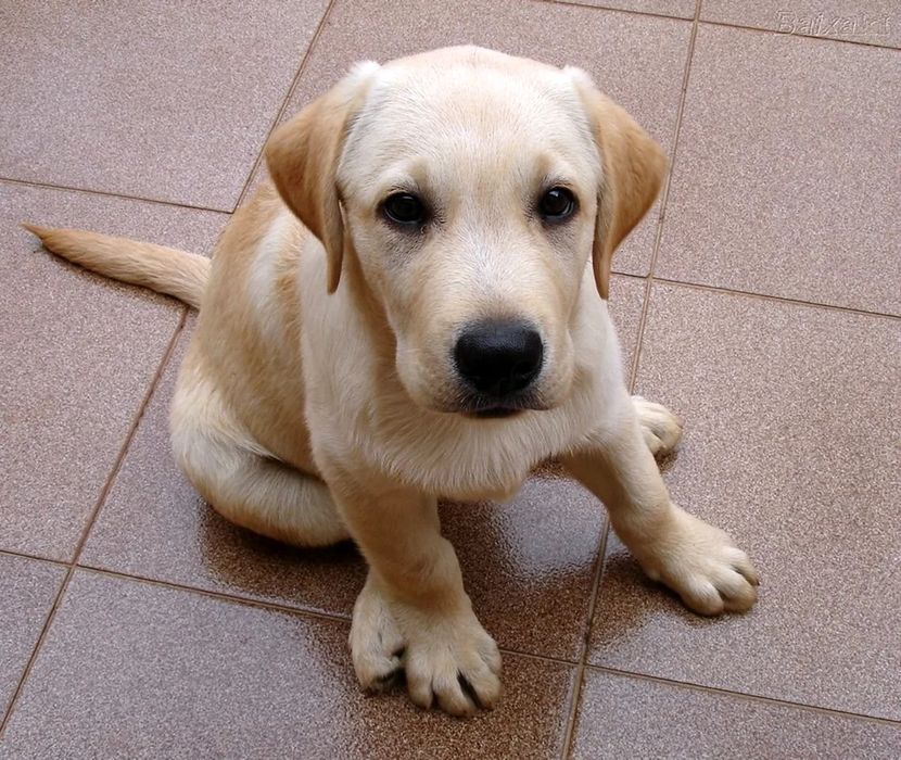 Продается подрощеный щенок лабрадора