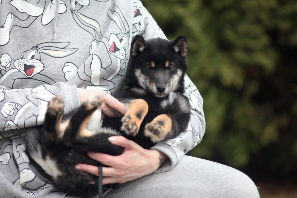 Чорнопідпалий хлопчик шиба іну, shiba