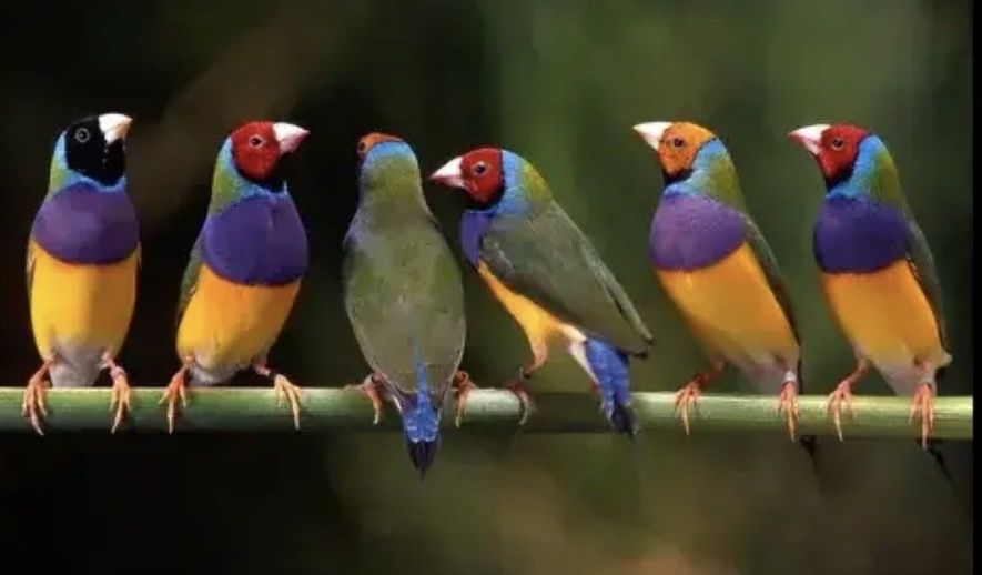 Lote de Diamante de gould