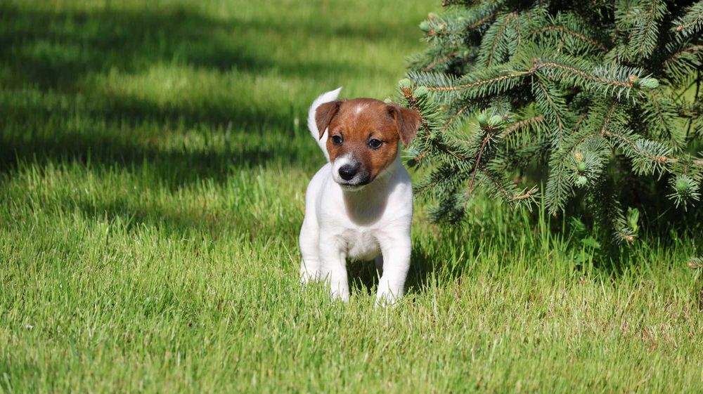 Suczka  Jack Russell Terrier z hodowli BREFIO/badania genet.