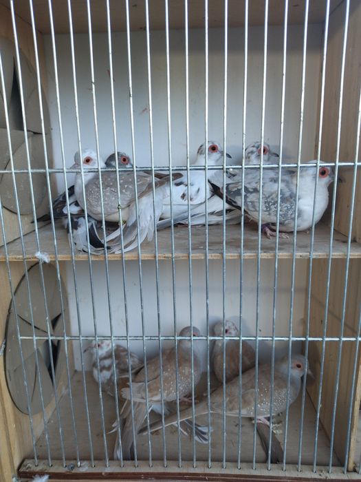 Sprzedam golabki diamentowe