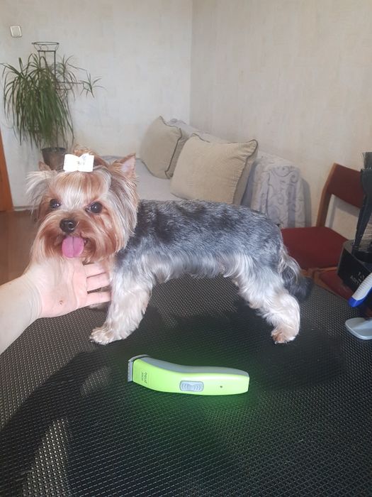 Перукар для собак