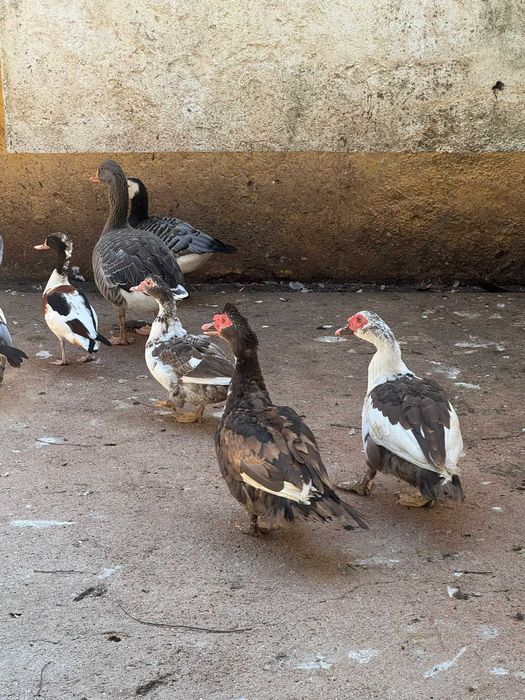 Patos Mudos castanhos Évora