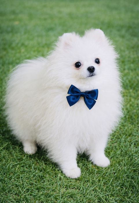 Sliczny bialy ZKWP FCI  13msc piesek pomeranian szpic miniaturowy