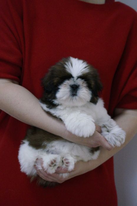 Shih tzu suczka szczenię ZKwP/ FCI