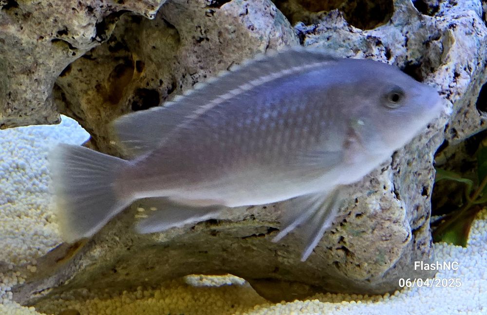 Peixes Ciclideos Africanos Varios