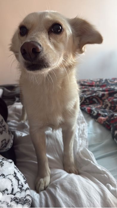 Piesek do oddania Suczka Beza