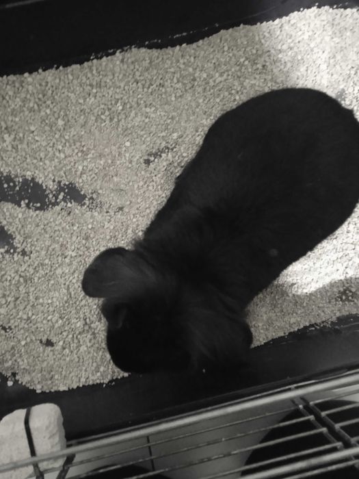 Coelhinho anão muito dócil