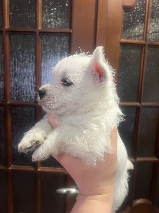 Вест хайленд вайт терьер