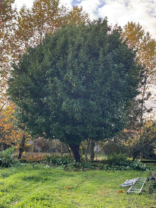Construção e Manutenção de Jardins
