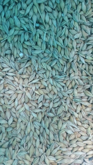 Sprzedam jęczmień czyszony