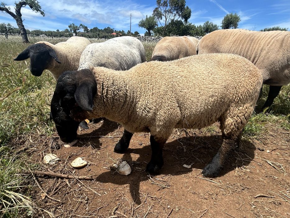 Ovelhas suffolk