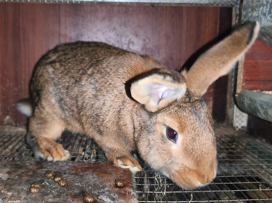 Кролики самці 3 місяці