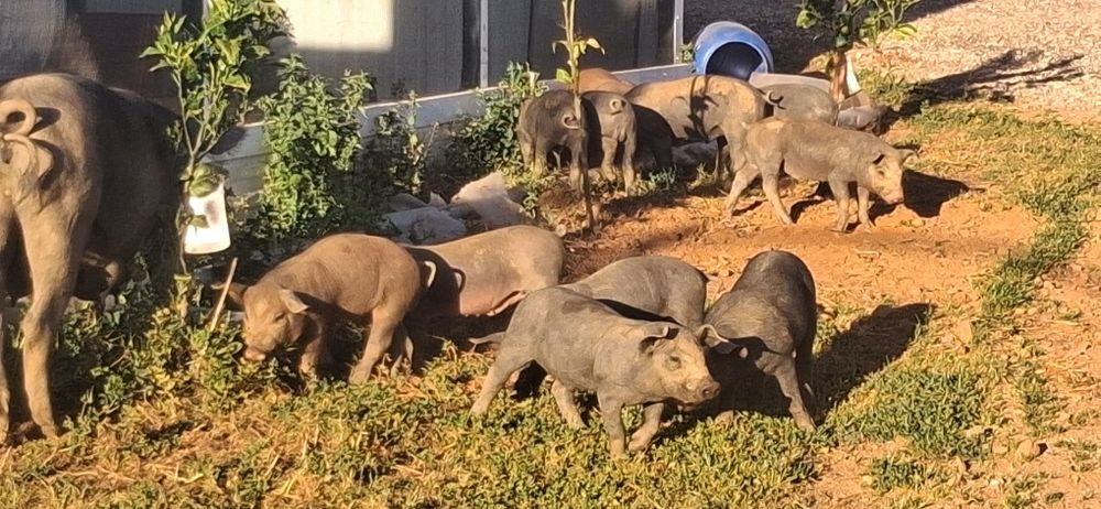 Leitoes de porco preto