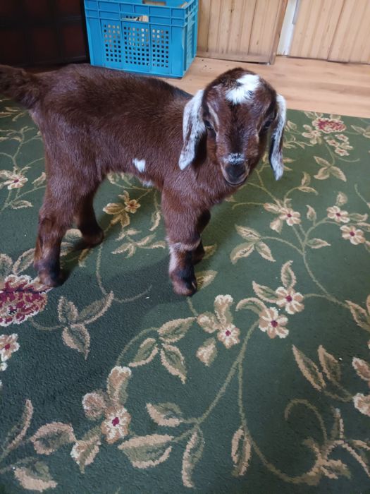 Продам маленького козлика англонубійської породи