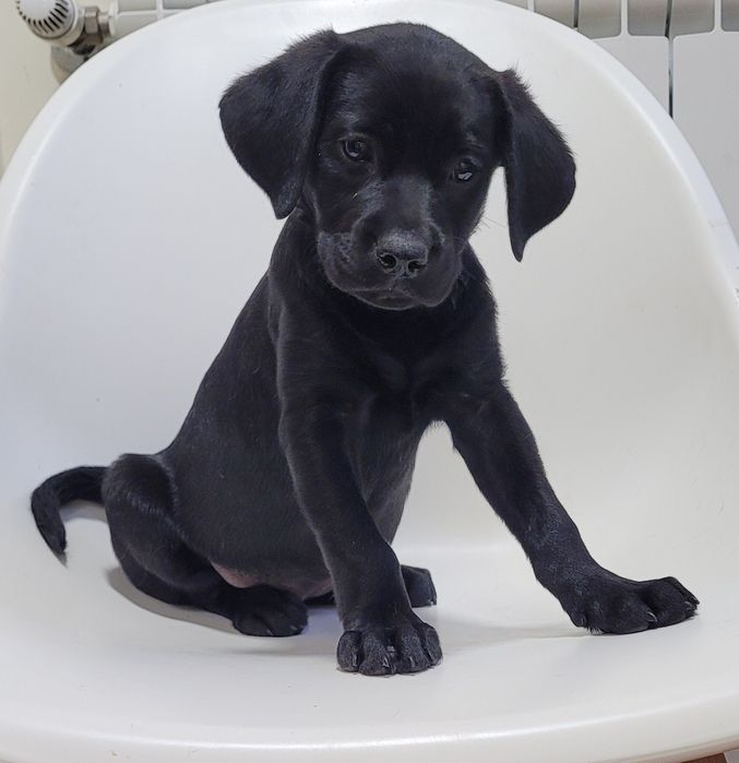 Labradora preta bebé