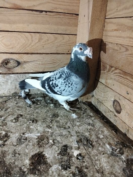 Gołębie staropolskie