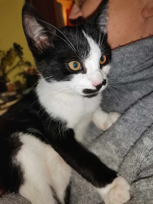 [Aktualne] Oddam 2 mlode kocurki
Kotki żywiol