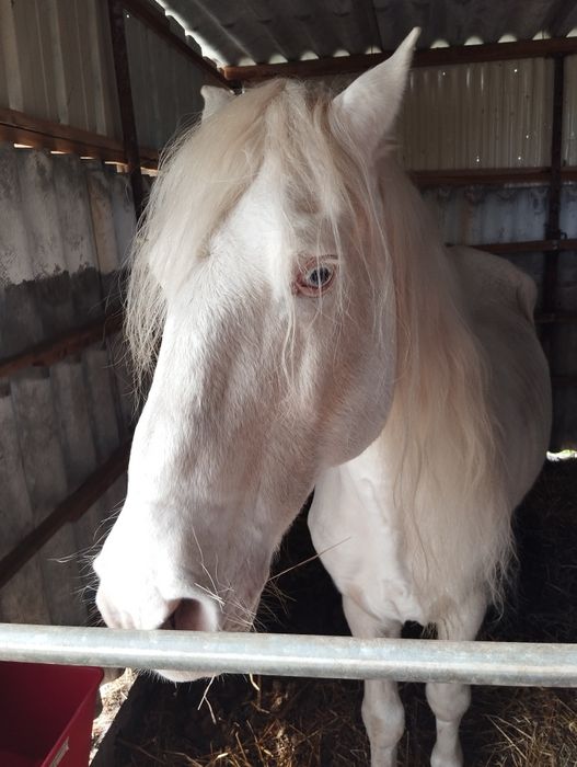 Cavalo Isabel Oportunidade