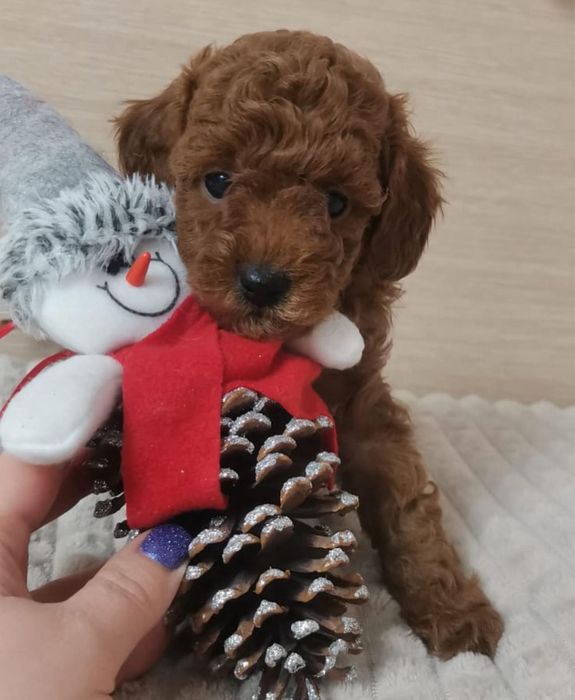 Хлопчик Аріель чекає саме Вас