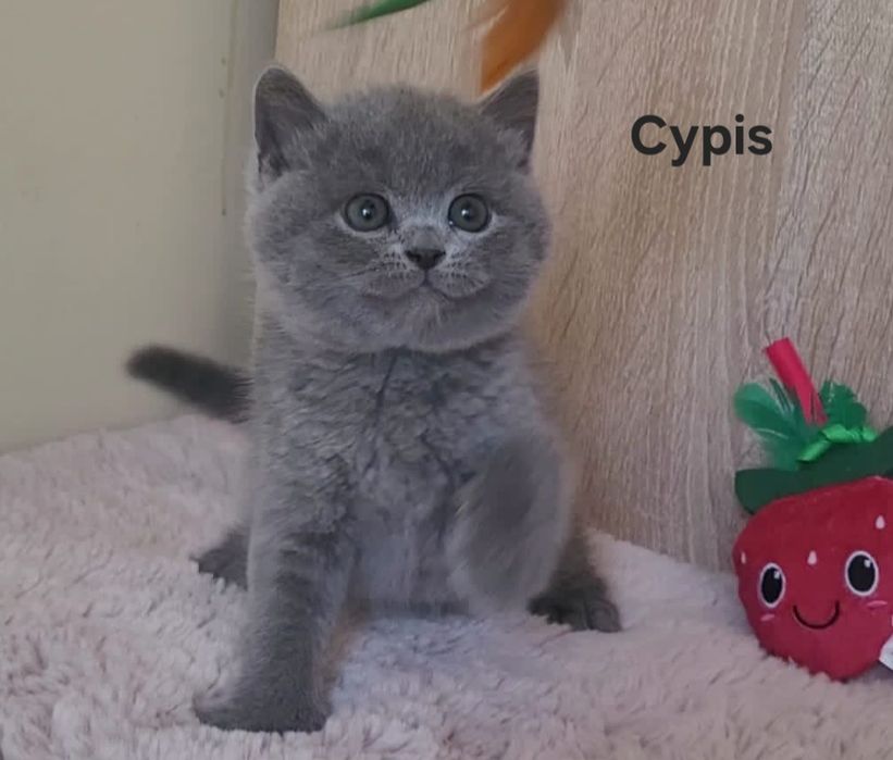 Kot brytyjski kociak