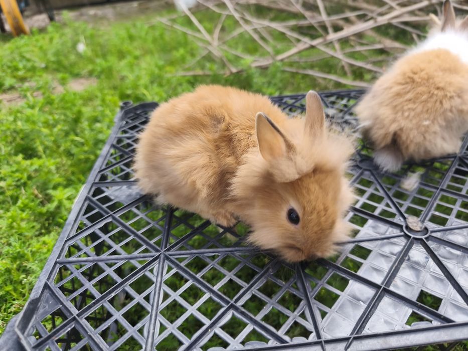 Króliki miniaturki Miks barw